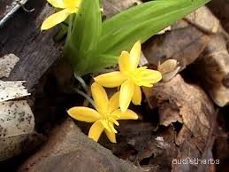 Curculigo orchioides flower1.jpg